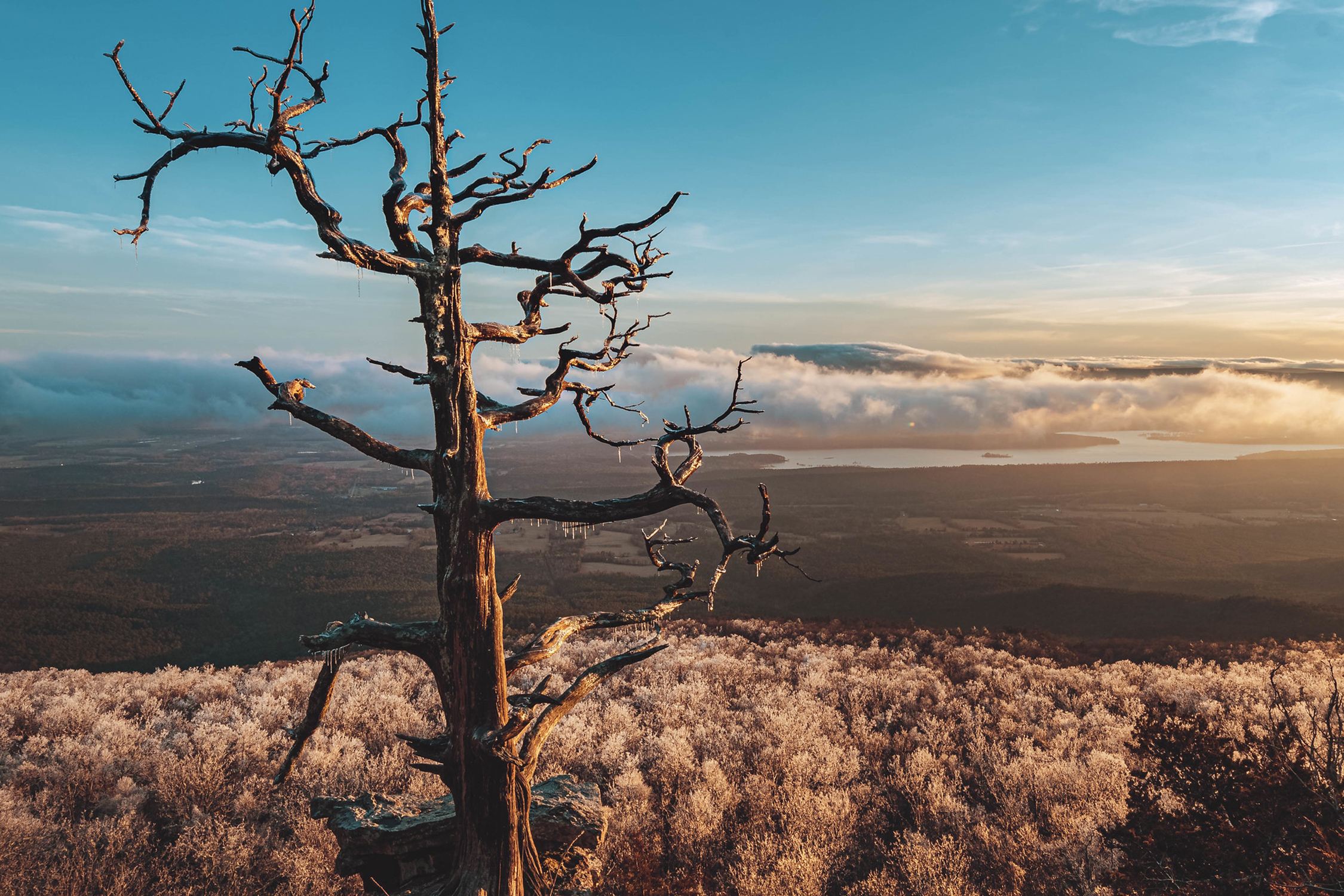 Header Graphic